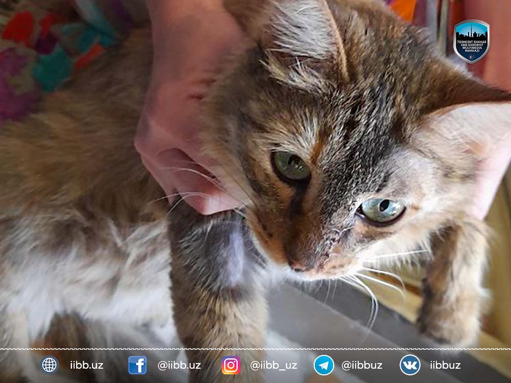 Стали свидетелем жестокого обращения с животными? Сообщите в органы внутренних дел