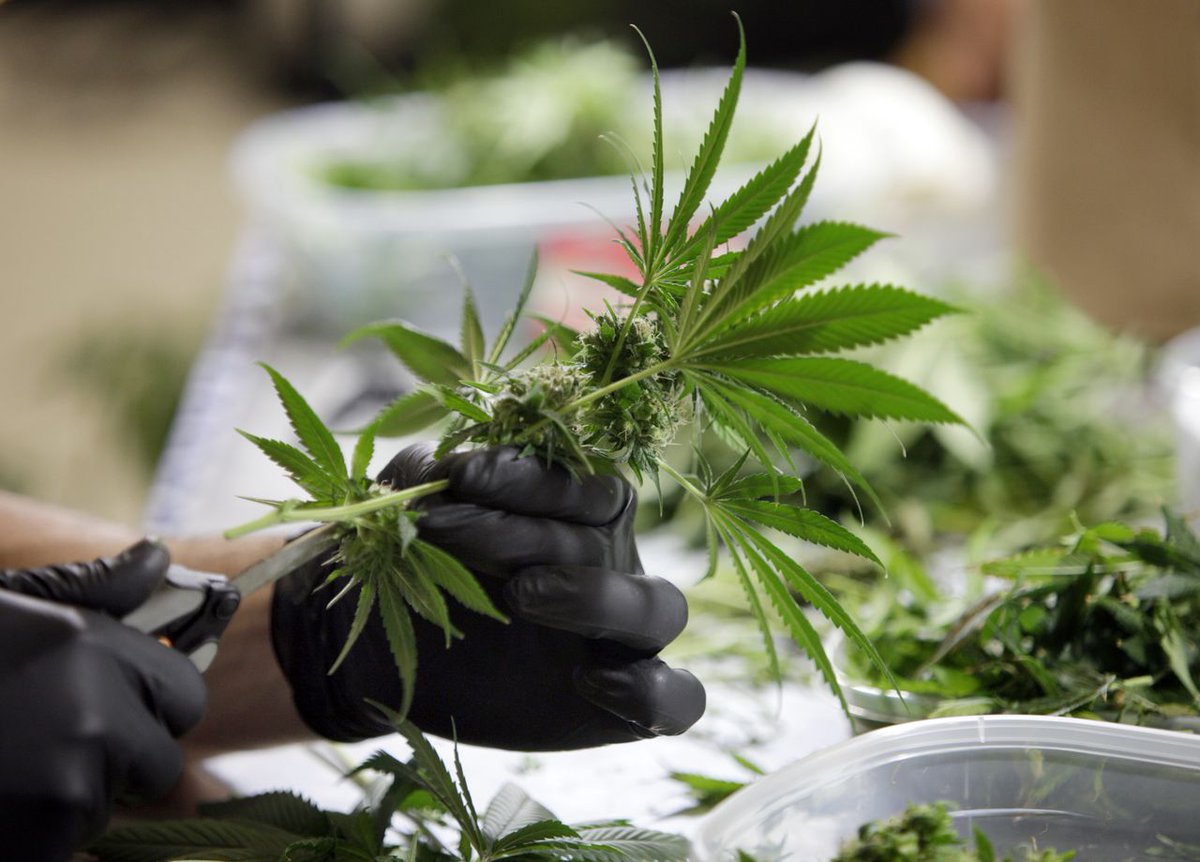 Селекционер 