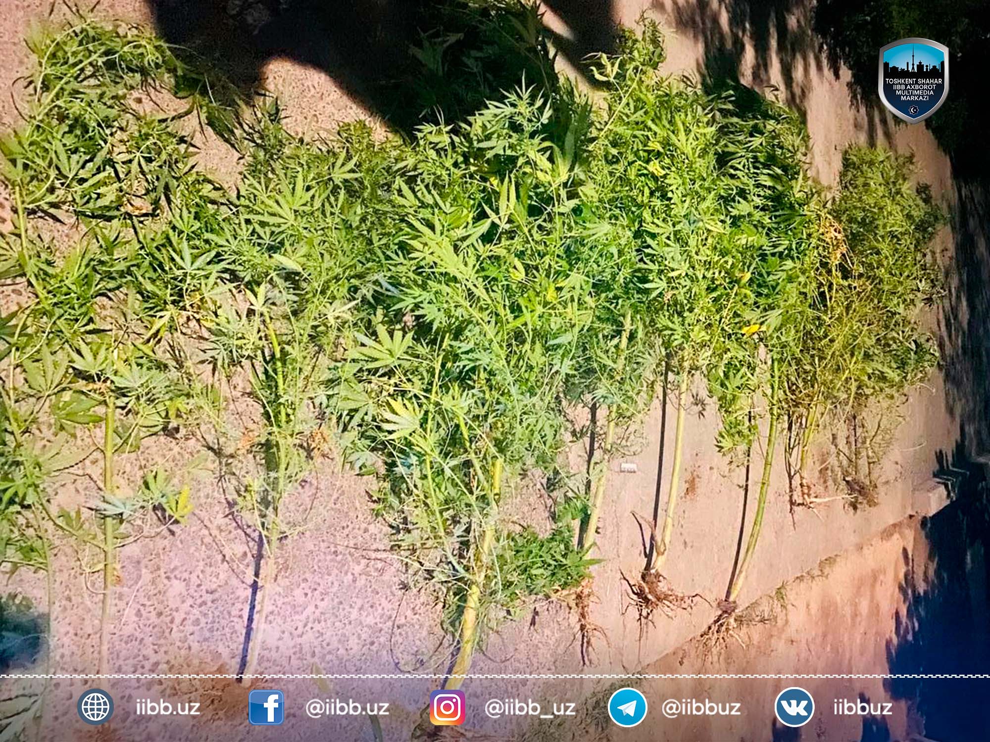 О работе сотрудников уголовного розыска ГУВД Ташкента по выявлению и пресечению фактов нез...