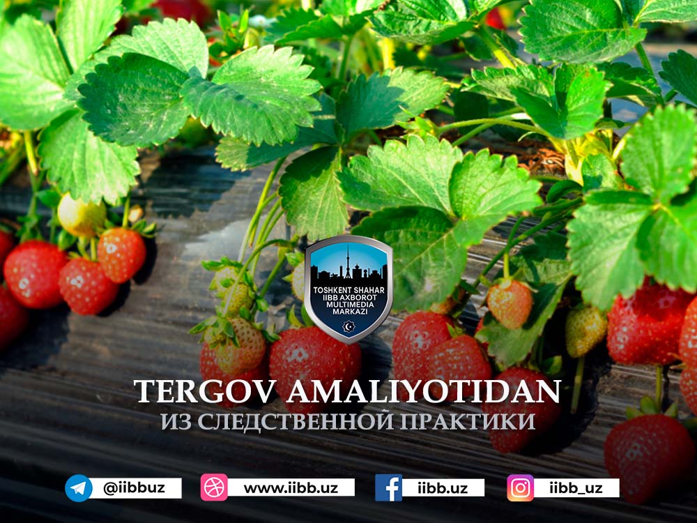 Қулупнай кўчати ғавғоси