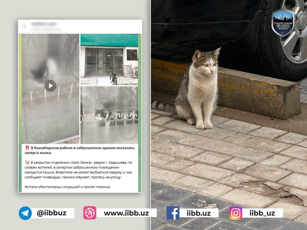 Bino ichida qolib ketgan mushuk qutqarildi