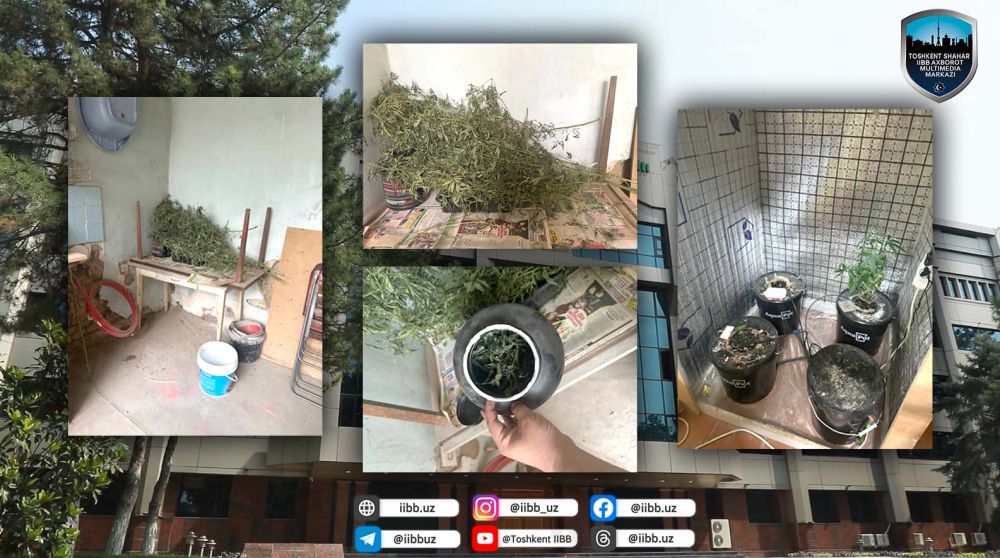 Мирзо Улуғбек туманида гиёҳвандлик моддалари аниқланди