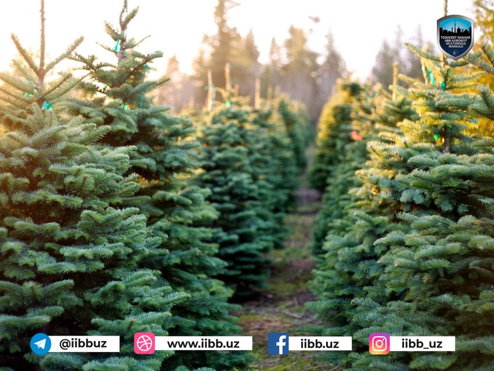 По факту кражи елей возбуждено уголовное дело