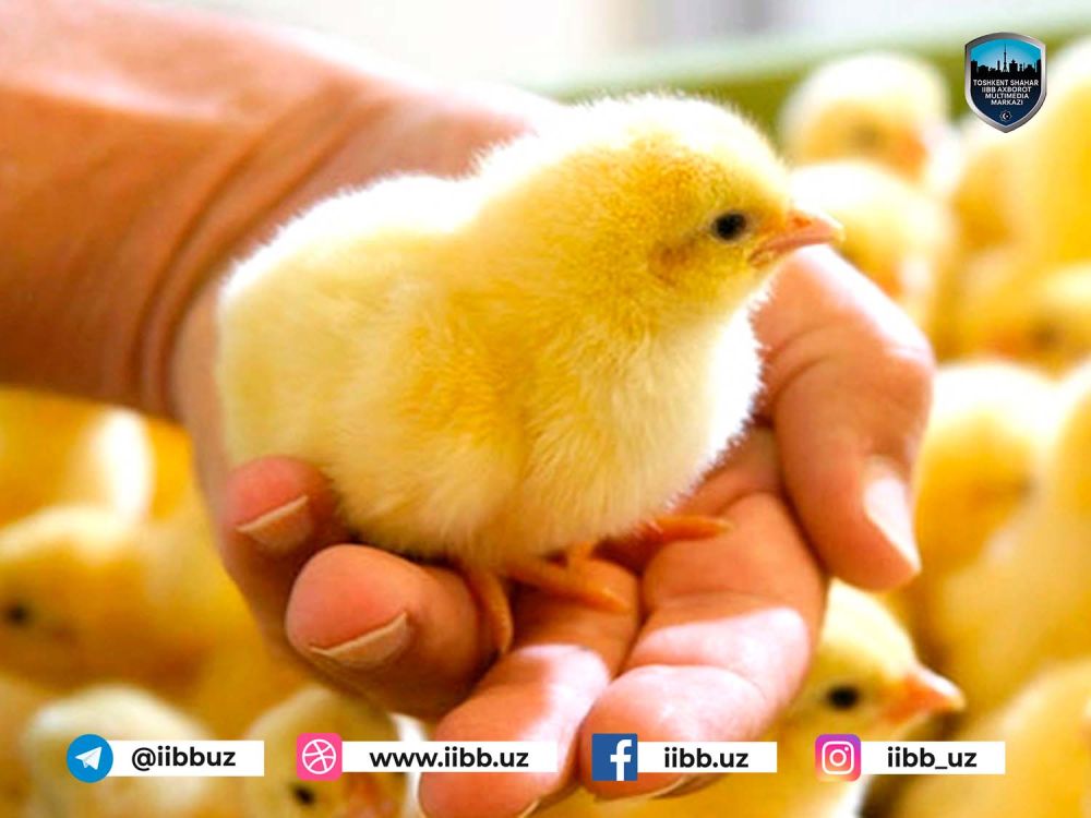 Цыплят по осени считают